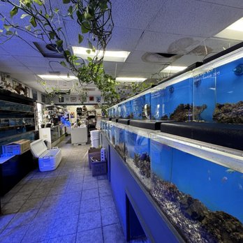 The Love Aquarium - Aquarium Services Near Me - Escondido, California The Love Aquarium - Aquarium Services Near Me - Escondido, California