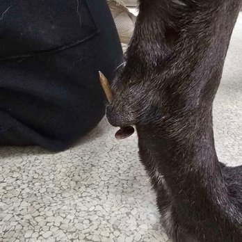 Ellisville Veterinary Hospital - Our girl stepped on a roofing nail! - Veterinarians Near Me - Ballwin, Missouri Ellisville Veterinary Hospital - Our girl stepped on a roofing nail! - Veterinarians Near Me - Ballwin, Missouri