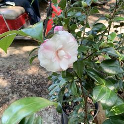 Bob Wines Camellia Gardens - Camellia Betty Ridley var.