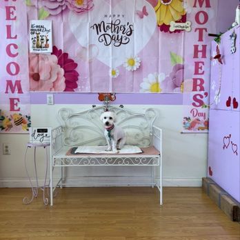 Cupid Doggie Spa - After - Pet Groomers Near Me - La Habra, California Cupid Doggie Spa - After - Pet Groomers Near Me - La Habra, California