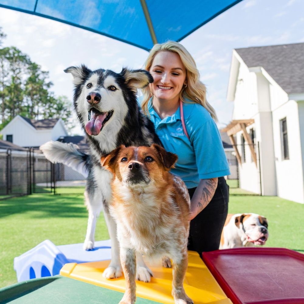 Pet Paradise Lakewood Ranch Image