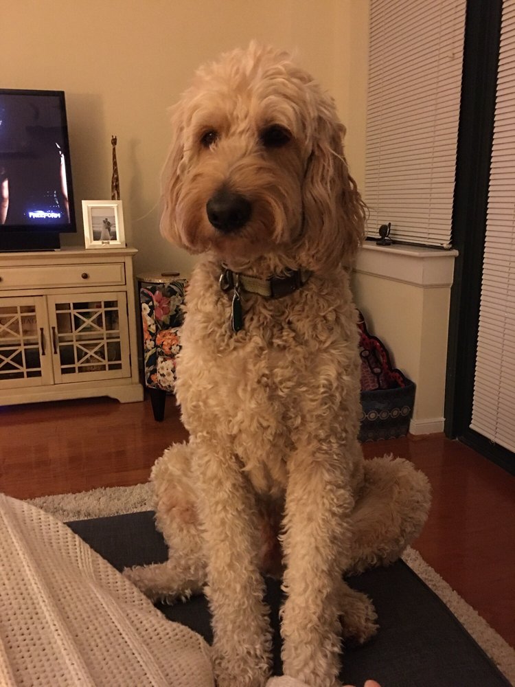 Untangled Leashes - pet boarding facility in Falls Church, VA