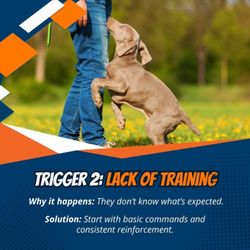 Off Leash K9 Training Maryland
