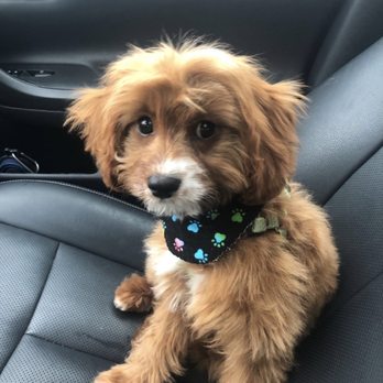 Heather's Heavenly Hounds - 5 months cavapoo - Dog Walkers Near Me - Roanoke, Illinois