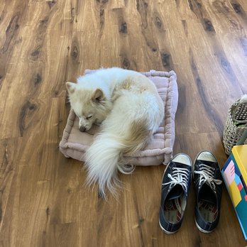 Francesca's Dogs - Dog Walkers Near Me