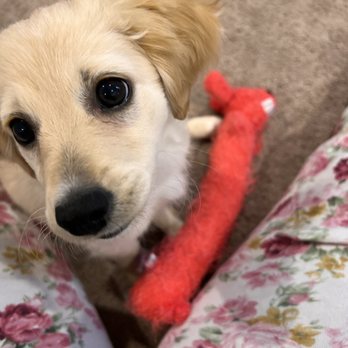Puppies N Love - Pet Stores Near Me - Gilbert, Arizona Puppies N Love - Pet Stores Near Me - Gilbert, Arizona