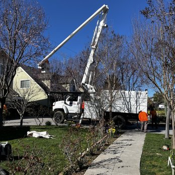 General Tree Service - Landscaping Near Me - San Jose, California General Tree Service - Landscaping Near Me - San Jose, California