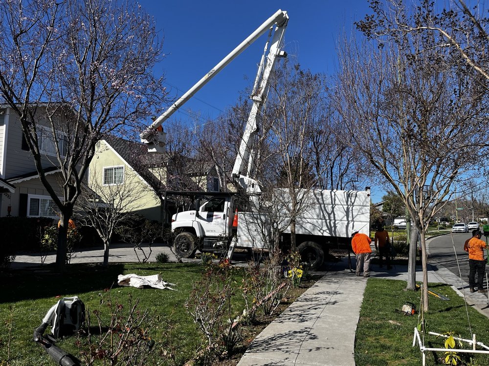 General Tree Service - tree service in San Jose, CA