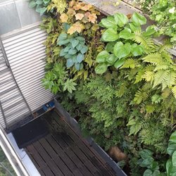 Au Jardin d'Edgar - Mur végétal naturel
