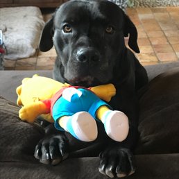 Every dog needs friends