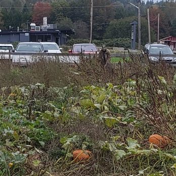 Steel Wheel Farm - Pumpkin hunting! - CSA Near Me - Fall City, Washington Steel Wheel Farm - Pumpkin hunting! - CSA Near Me - Fall City, Washington