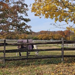 Caumsett State Historic Park Preserve