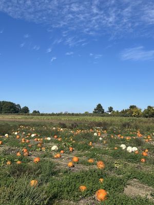 Rulfs Orchard by null