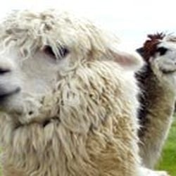 Avon Valley Adventure and Wildlife Park - From Website