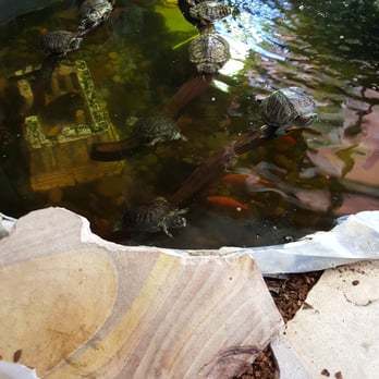 Reptile Island - Turtles! - Pet Stores Near Me - Stanton, California Reptile Island - Turtles! - Pet Stores Near Me - Stanton, California