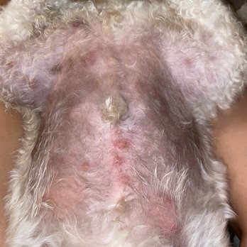 Blue Ribbon Pet Grooming - ringworm from this groomer. - Pet Groomers Near Me - Tustin, California Blue Ribbon Pet Grooming - ringworm from this groomer. - Pet Groomers Near Me - Tustin, California