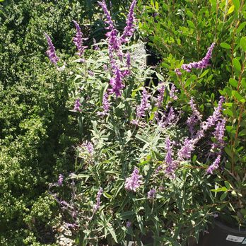 Armstrong Garden Centers - Mexican Sage is beautiful - Nurseries & Gardening Near Me - Sherman Oaks, California