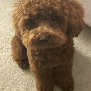 Puppy For Me - Pet Breeders Near Me