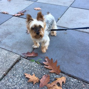 Northaven Retirement Apartments - Therapy pup Tilly - Retirement Homes Near Me - Seattle, Washington Northaven Retirement Apartments - Therapy pup Tilly - Retirement Homes Near Me - Seattle, Washington