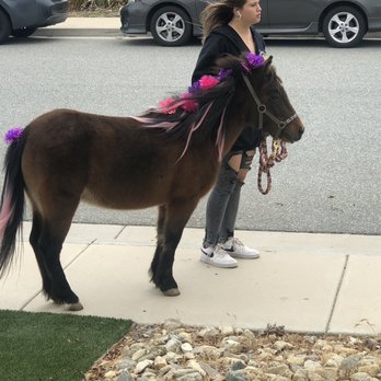 Party With Cherry Cake- the Mini Pony! - The best pony ever gypsy ! - Party & Event Planning Near Me
