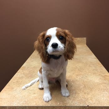 Allandale Veterinary Clinic - Marley at Allandale vet clinic! Waiting to be examined... - Veterinarians Near Me - Austin, Texas