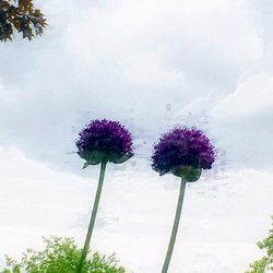 June 13, 2019. Allium against the sky.
