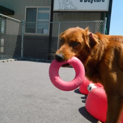 Family Dog Center & The Dawg Haus - Happy visitor!