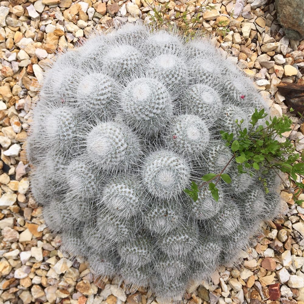Poot's Cactus Nursery - Nurseries & Gardening Near Me - Ripon, California Poot's Cactus Nursery - Nurseries & Gardening Near Me - Ripon, California