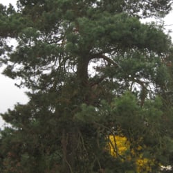 Horsenden hill