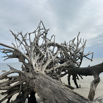 Driftwood Beach - Beaches Near Me - Jekyll Island, Georgia Driftwood Beach - Beaches Near Me - Jekyll Island, Georgia