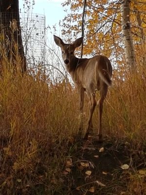 Inglewood Bird Sanctuary by null