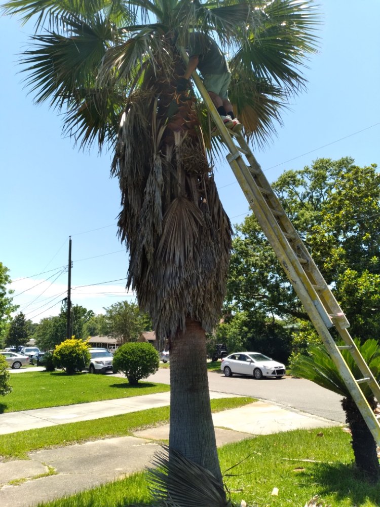 Sean's Handyman Service - tree service in Gulfport, MS