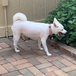 Furry Land Mobile Pet Grooming - Aspen after grooming.