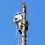 Photo of New Age Tree Service