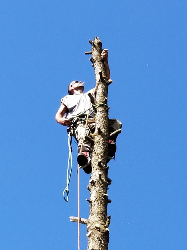 New Age Tree Service - tree service in Minneapolis, MN