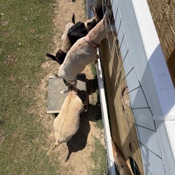 The Snowman - Goats looking through the holes to get fed - Shaved Ice Near Me - Portersville, Pennsylvania The Snowman - Goats looking through the holes to get fed - Shaved Ice Near Me - Portersville, Pennsylvania