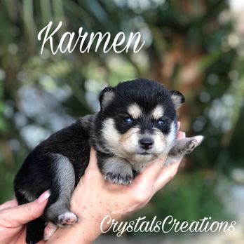 Crystals Creations - Pet Breeders Near Me Crystals Creations - Pet Breeders Near Me
