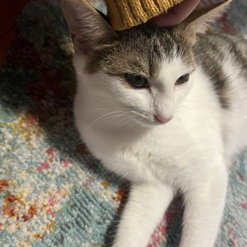 Right Meow Cat Cafe - Themed Cafes Near Me - Fuquay Varina, North Carolina Right Meow Cat Cafe - Themed Cafes Near Me - Fuquay Varina, North Carolina