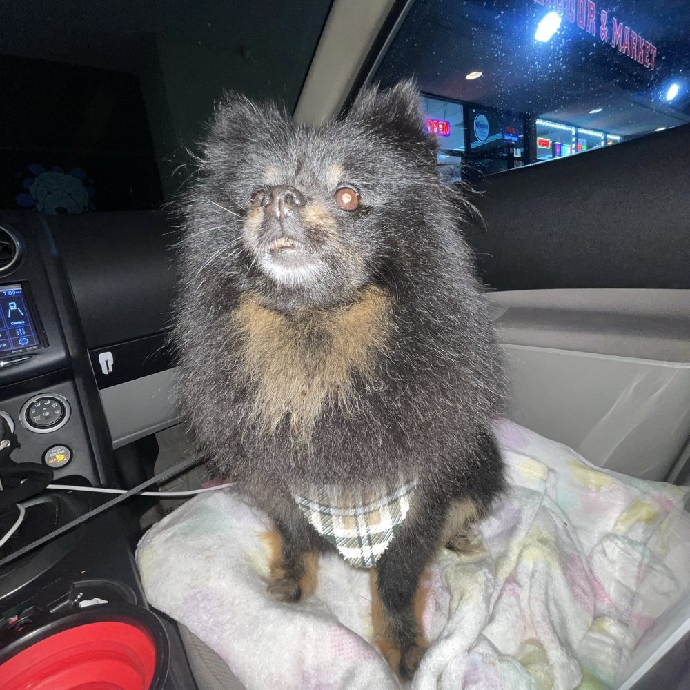 Splash N Dash DIY Dog Wash - cleanly washed fur baby - Pet Groomers Near Me - Orange, California