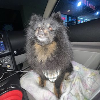 Splash N Dash DIY Dog Wash - cleanly washed fur baby - Pet Groomers Near Me - Orange, California Splash N Dash DIY Dog Wash - cleanly washed fur baby - Pet Groomers Near Me - Orange, California