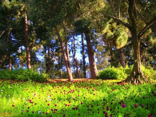 Presidio Park by null