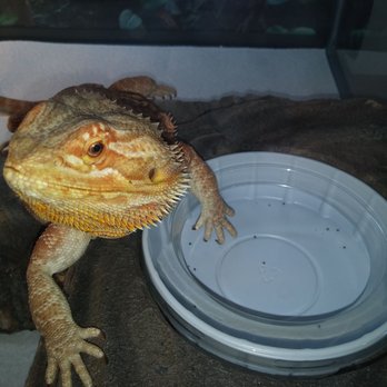 The Serpentarium - Sophia loves her new feeding rock best $ I have spent in months!! - Pet Stores Near Me - Roseville, California