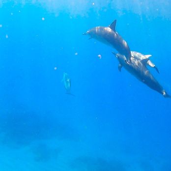 E Sea Diver - Snorkeling Near Me - Honolulu, Hawaii