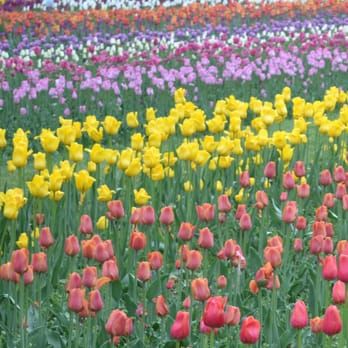 Phillip's Flowers & Gifts - Florists Near Me - Wheaton, Illinois