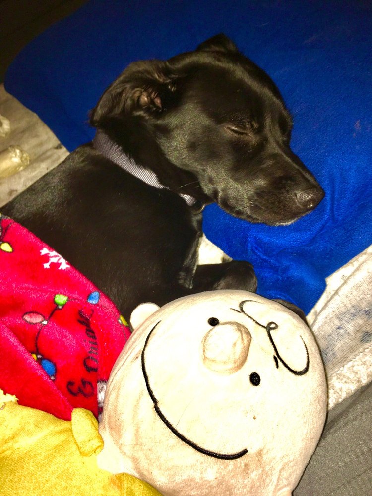 LUBBOCK SMALL ANIMAL EMERGENCY CLINIC Updated September 2024 10