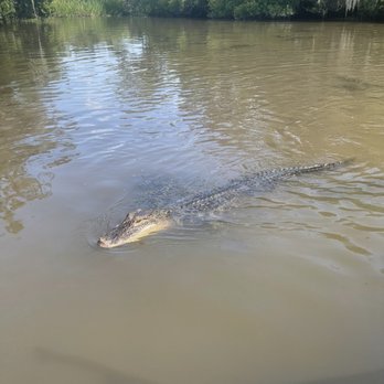 Cajun Style Swamp Tours - Random alligator - Tours Near Me - Marrero, Louisiana Cajun Style Swamp Tours - Random alligator - Tours Near Me - Marrero, Louisiana