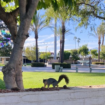Irwindale Park - Friendly Irwindale Squirrel at Park - Parks Near Me - Irwindale, California Irwindale Park - Friendly Irwindale Squirrel at Park - Parks Near Me - Irwindale, California