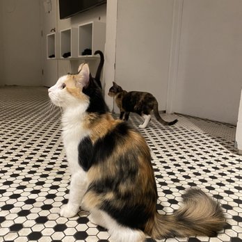 Koneko - Lovely kitty - Breakfast & Brunch Near Me - New York, New York