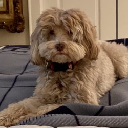 Maitland's Best Pet Sitters