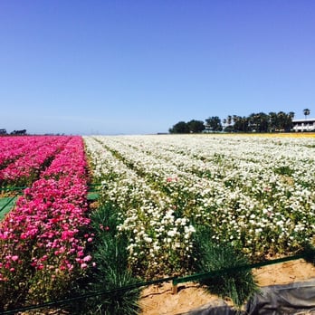 The Flower Fields - Venues & Event Spaces Near Me - Carlsbad, California